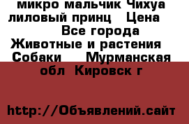 микро мальчик Чихуа лиловый принц › Цена ­ 90 - Все города Животные и растения » Собаки   . Мурманская обл.,Кировск г.